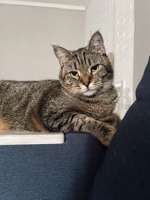 Допоможіть знайти кота! Винагорода 3000 грн.