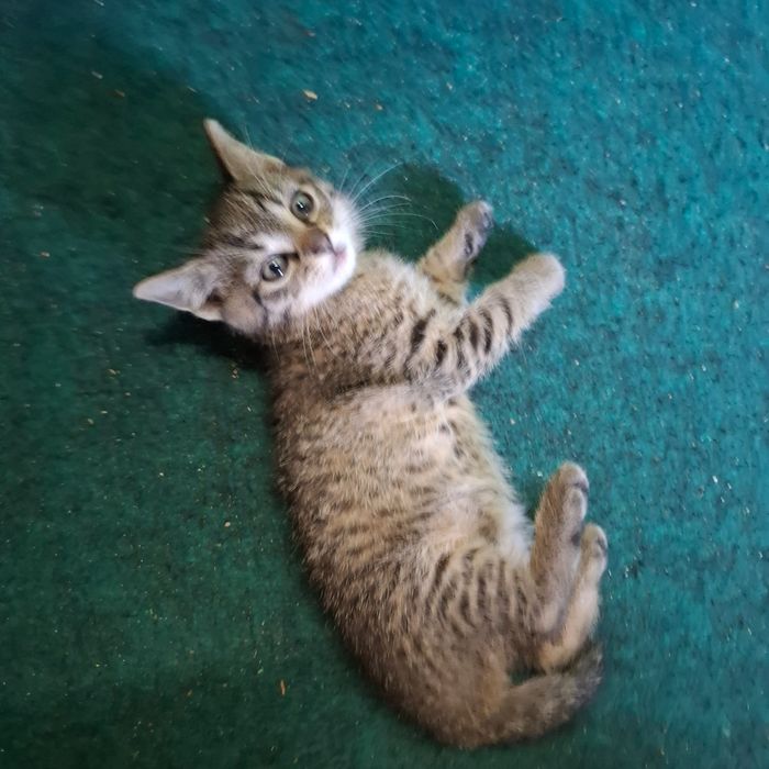 Oddam za darmo kociaki urodziły się  12 września