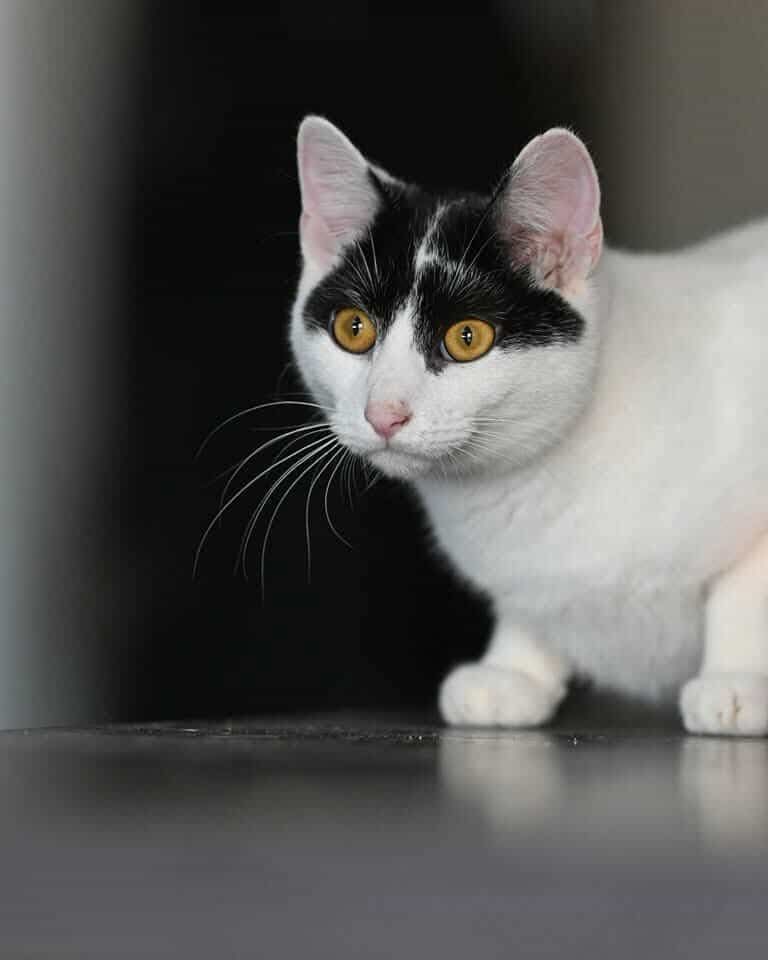 Kocurek do adopcji Loki