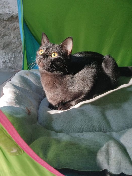 Lia  - 6/7 meses para adopcao