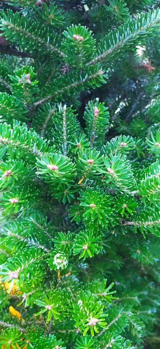 Gałęzie stroisz. Pakiet 10 kg