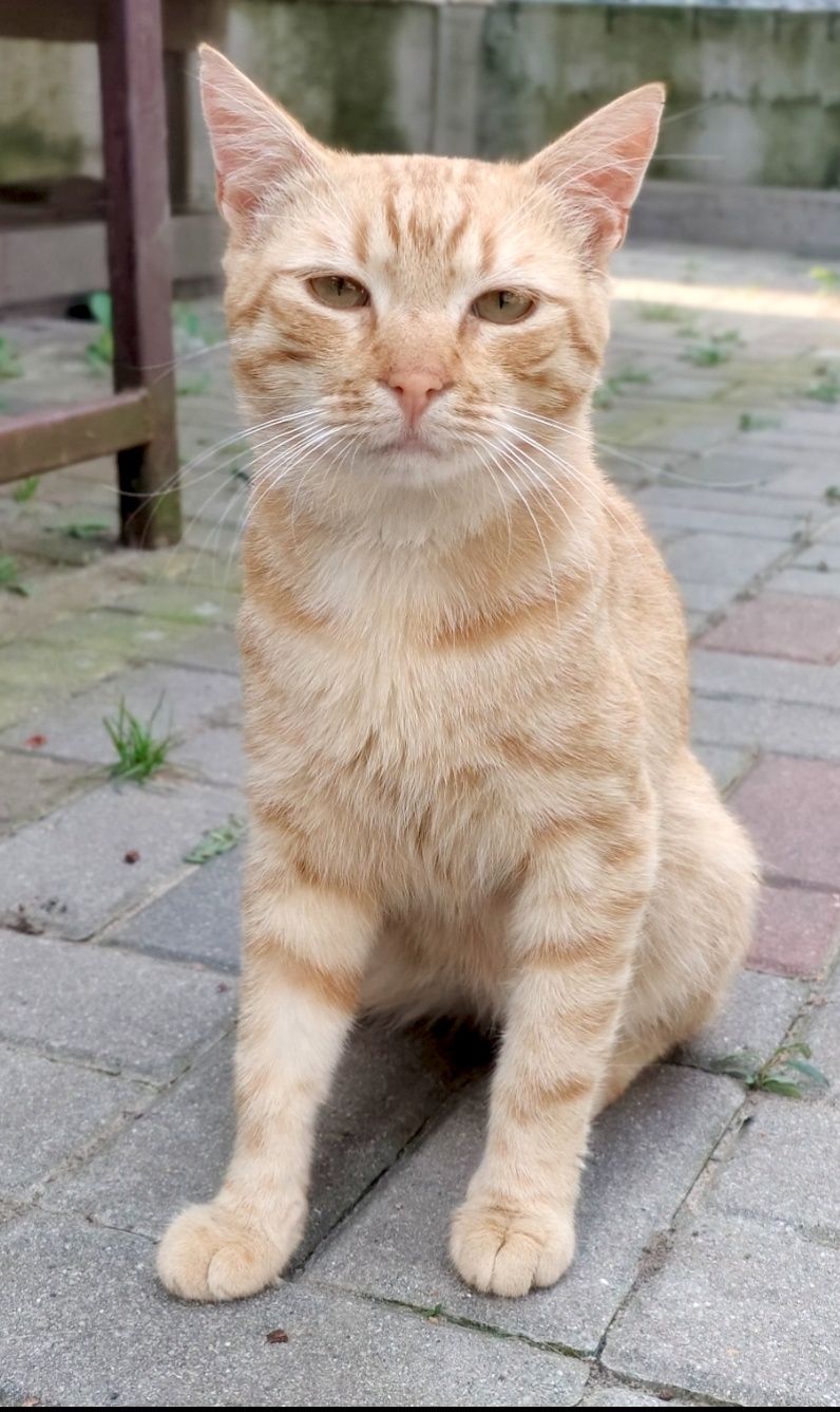 Rudolf gorąco poleca się do adopcji...