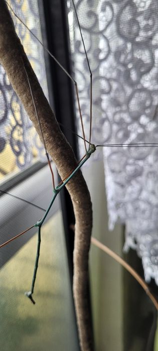 Ramulus nematodes 'Blue’ patyczak niebieski