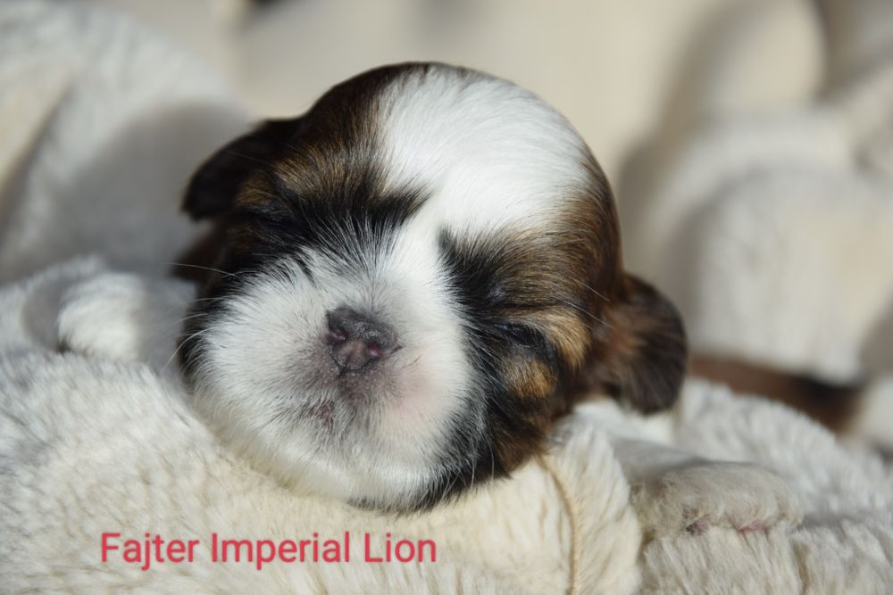 Fajter pies Shih Tzu chłopczyk szczeniak rodowód