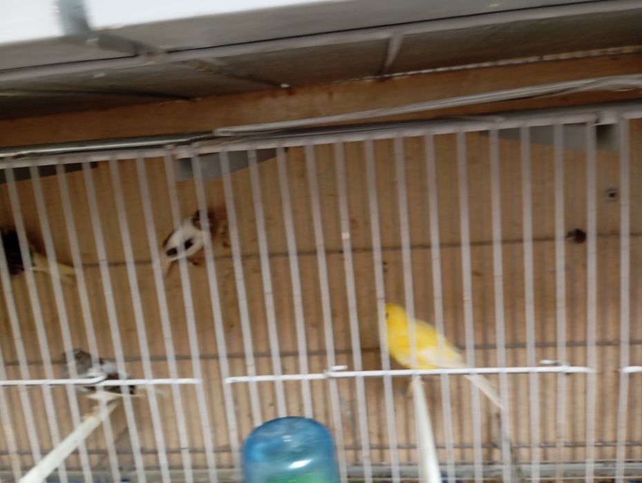 Canários macho branco e um casal de amarelos