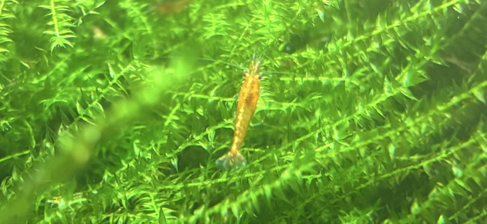 Krewetki Neocaridina Orange