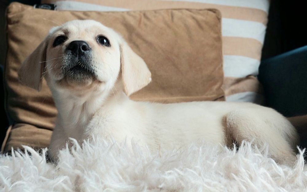 Labrador Retriever ZKwP/FCI Szczenię suczka Gotowa zmienić domek