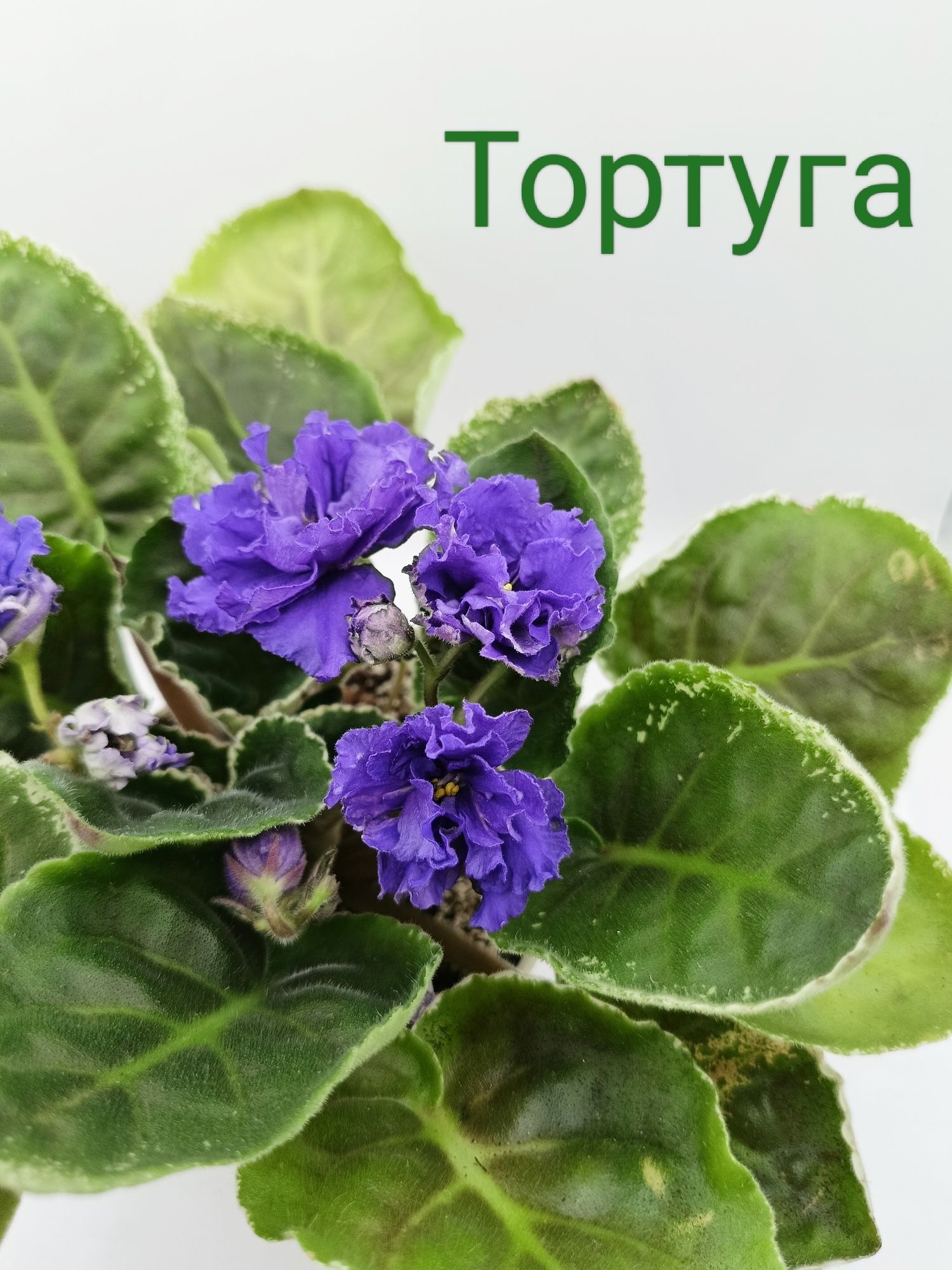 Продам квітучі фіалки