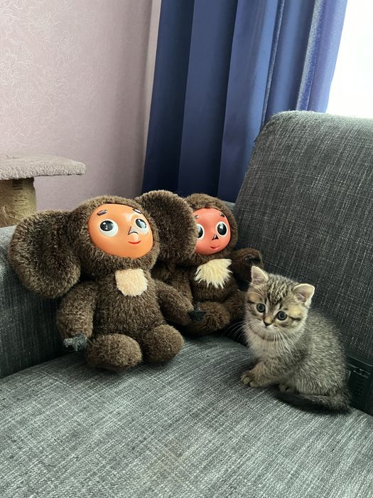 Шотландские котята