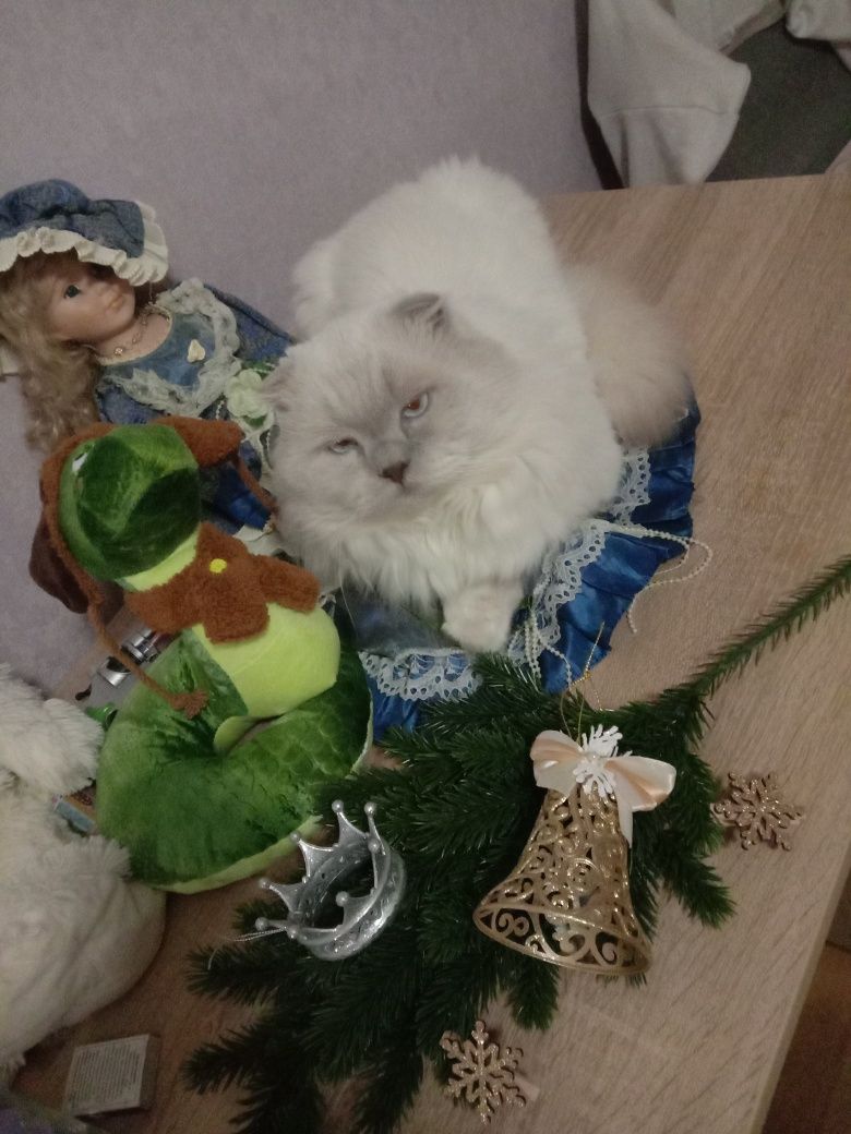 Вязка шотландский вислоухий хайленд