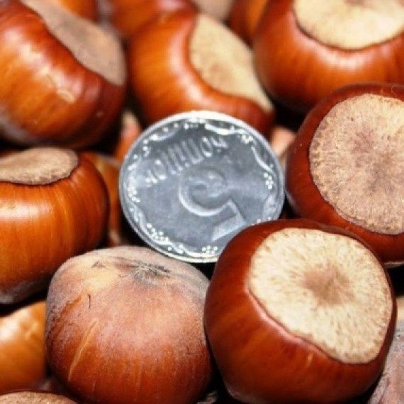 Продам саджанці фундука на ведмежому горісі.