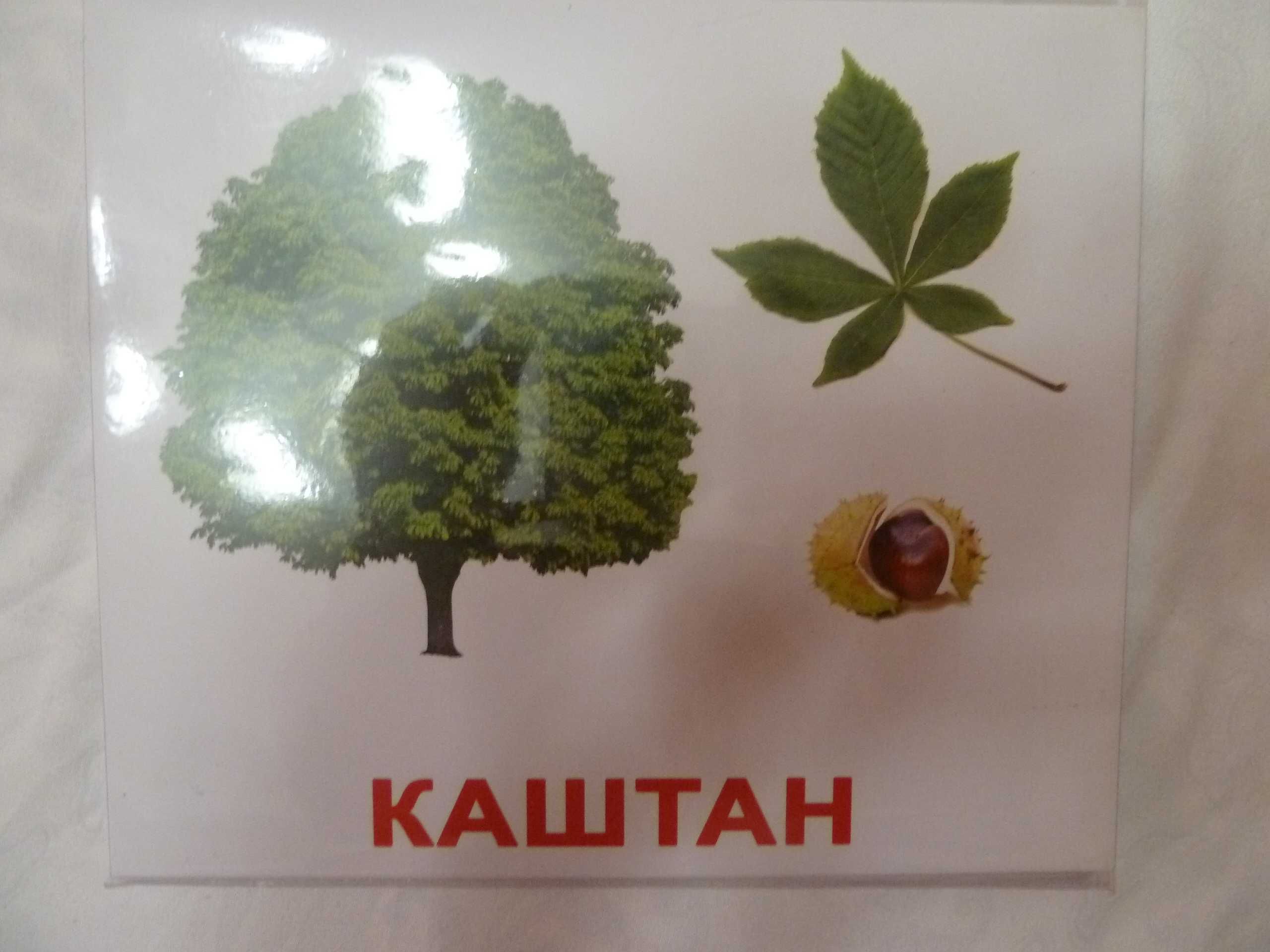 Карточки Домана рус