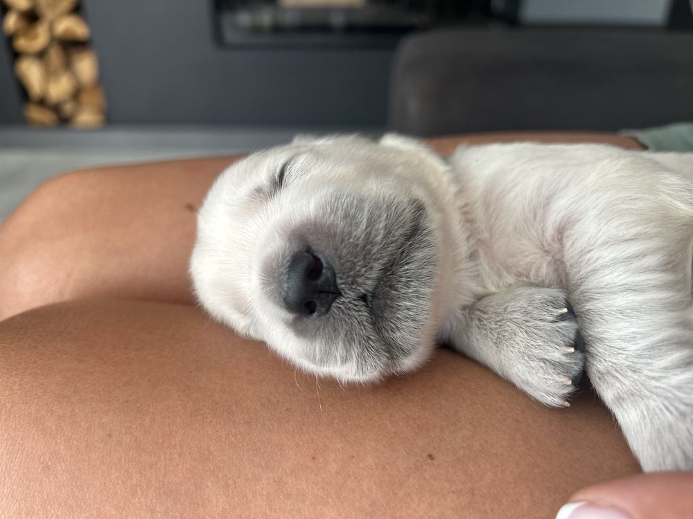 Golden Retriever piesek FCI zkwp