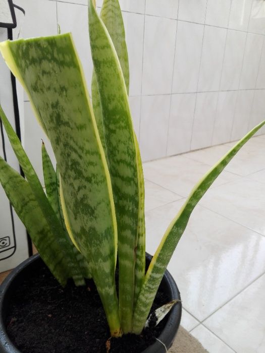 Espadas de São Jorge/Santa Barbara, planta de interior