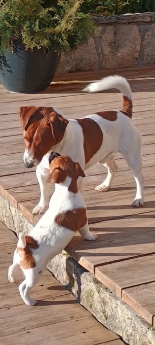Jack Russell Terrier