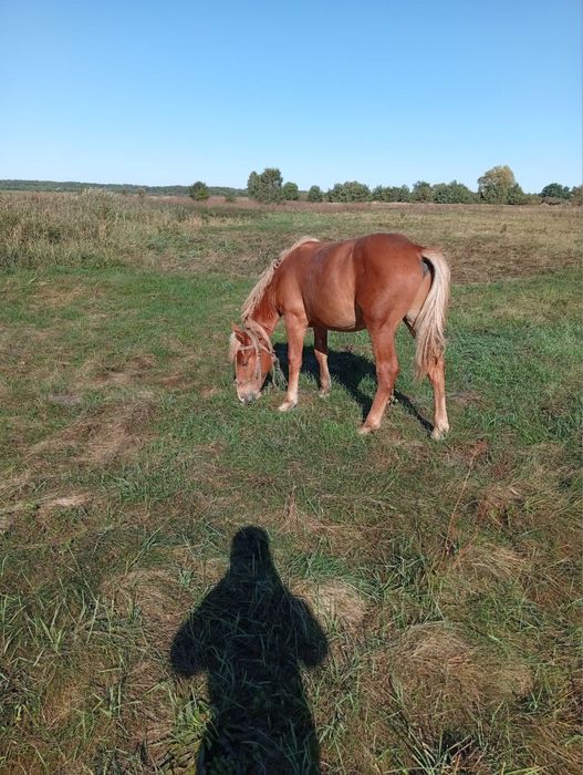 Продам молодого коника