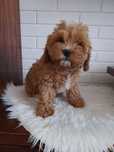 Cavapoo F1 Suczka