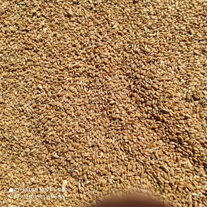 Pszenica ozima Venecja