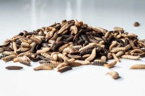 Личинка Черной Львинки замороженная 1 кг