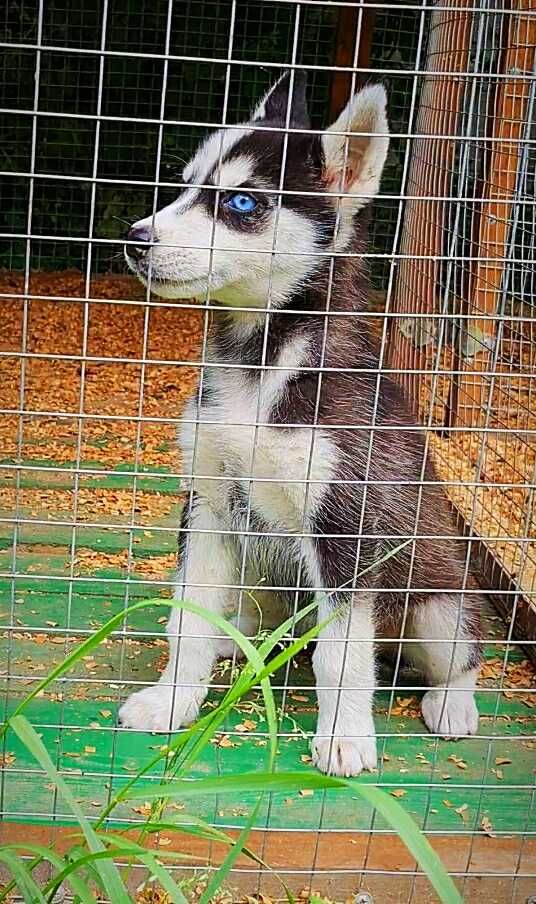 Девочка щенок хаски голубые глазки