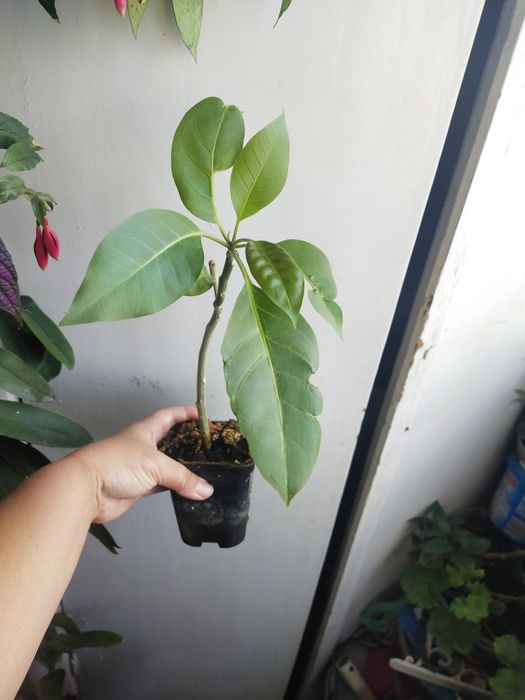 Соландра крупноцветковая