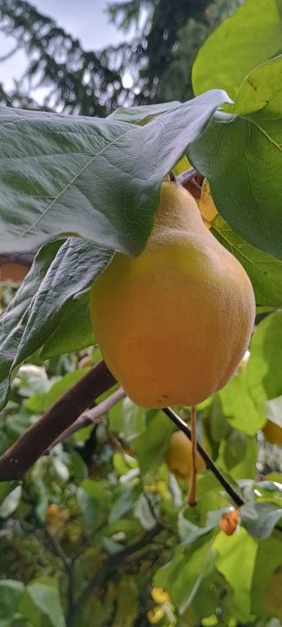 Pigwa  gruszkowa