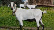 Lote de 65 Cabras Serpentinas  em Modo de Produção Biológico
