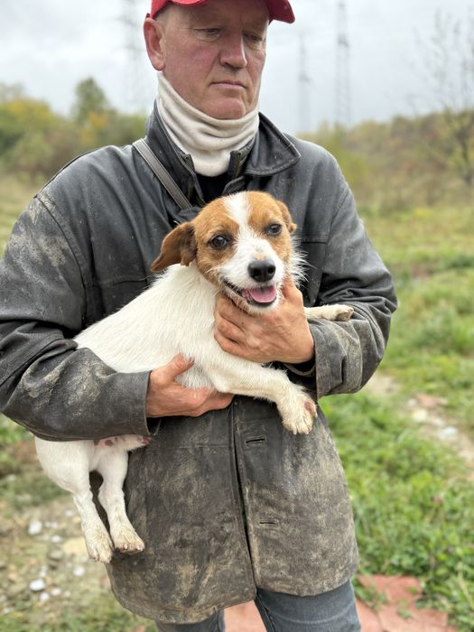Собачка кобель джек рассел