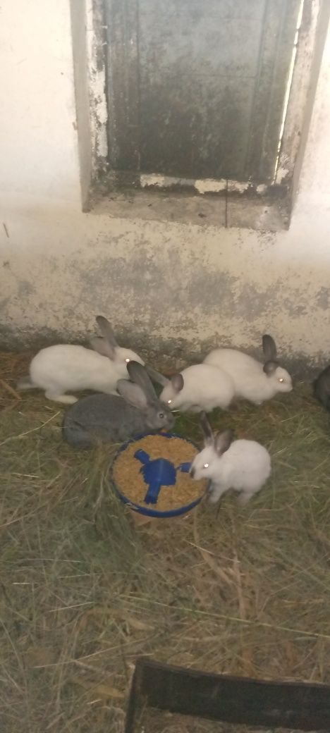 Продам кролі від 200грн шт