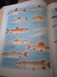 Книга життя і ловля прісновидних риб