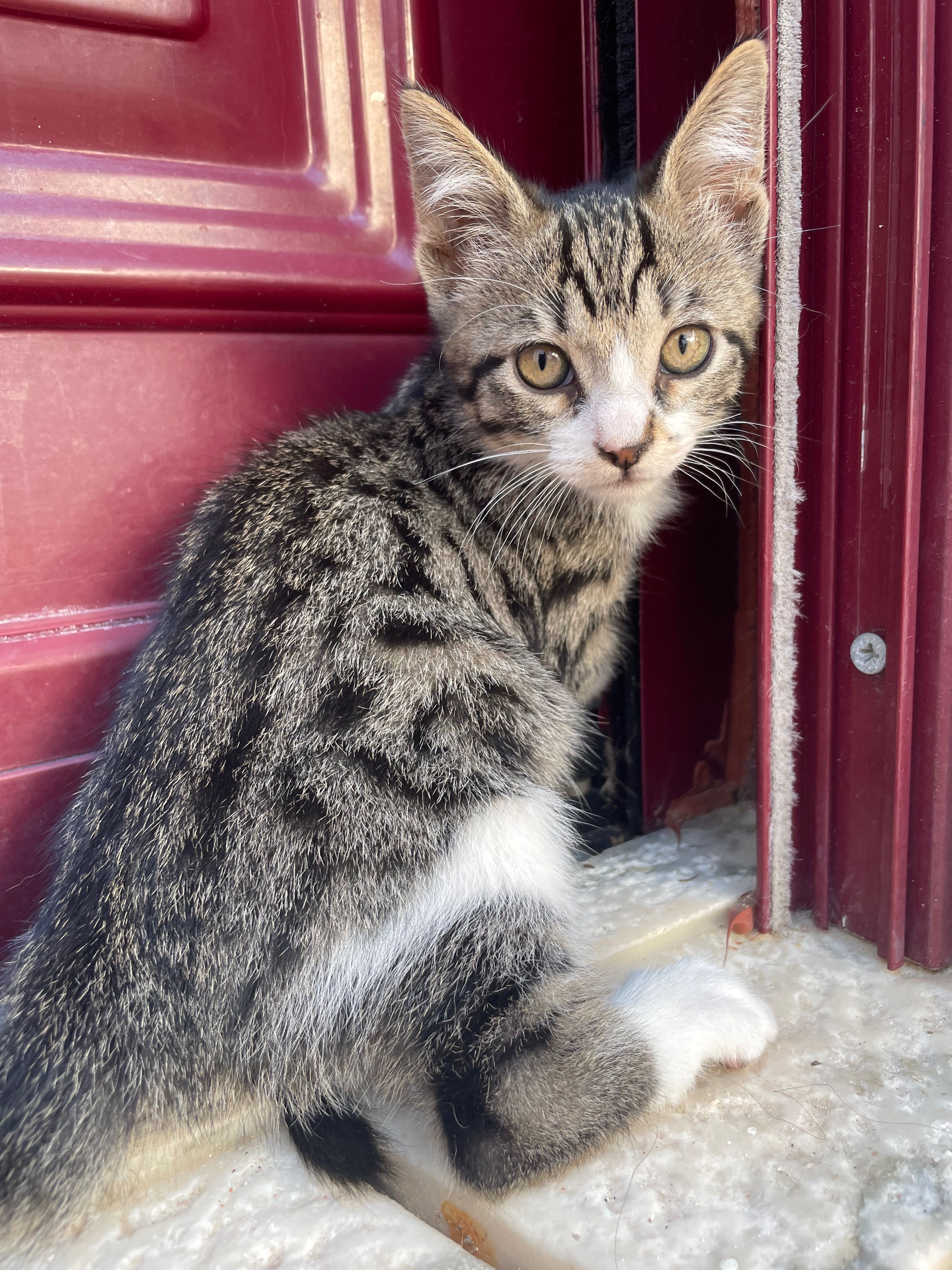Gatinhos para adoptação responsável