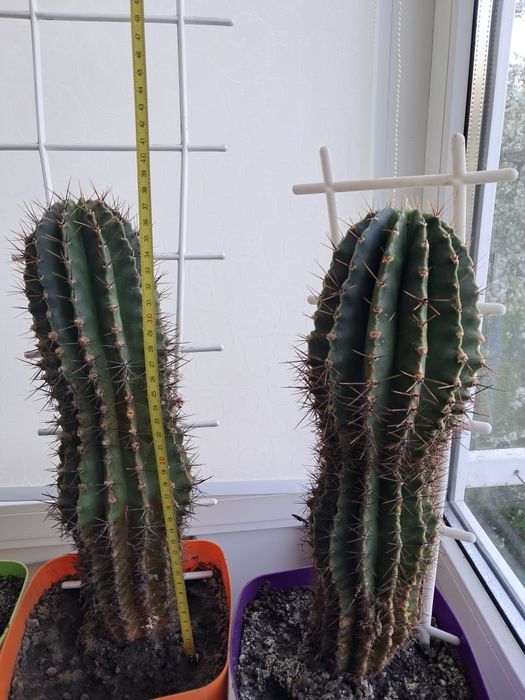 Кактусы маленькие