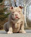 Suczka lilac tri Cowboy meets Playboy american bully