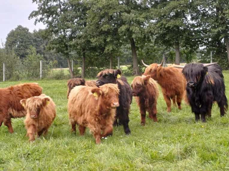 Byk highland bydło szkockie byczek