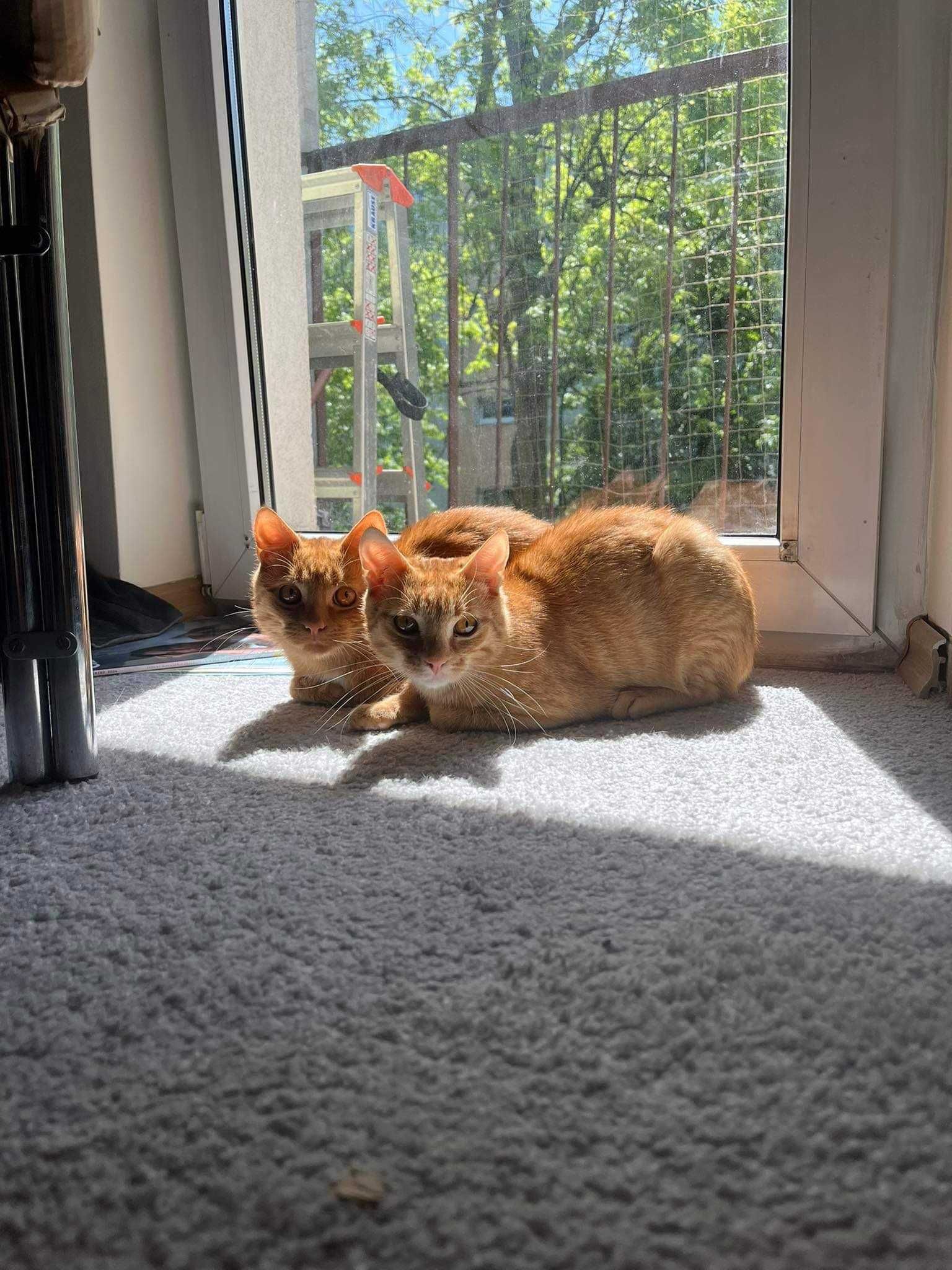 Poszukiwany dom dla dwóch wspaniałych rudych kotków (rodzeństwo)