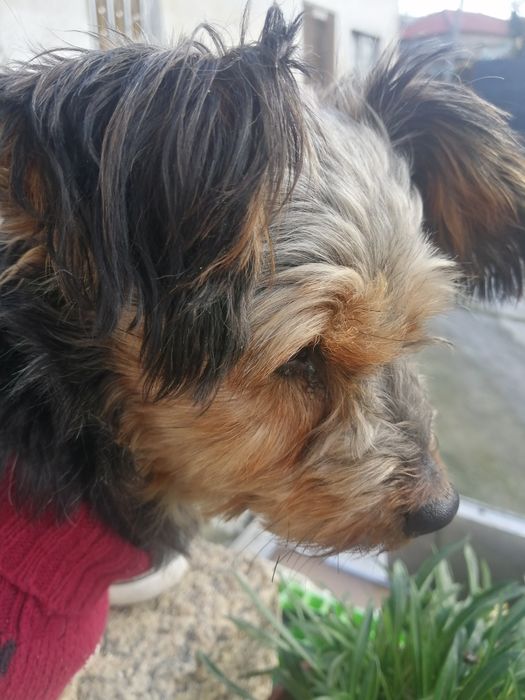 CÃO de raça yorhire terrier com 6 meses..
