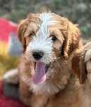 Irishdoodle&Goldendoodle - Badania genetyczne