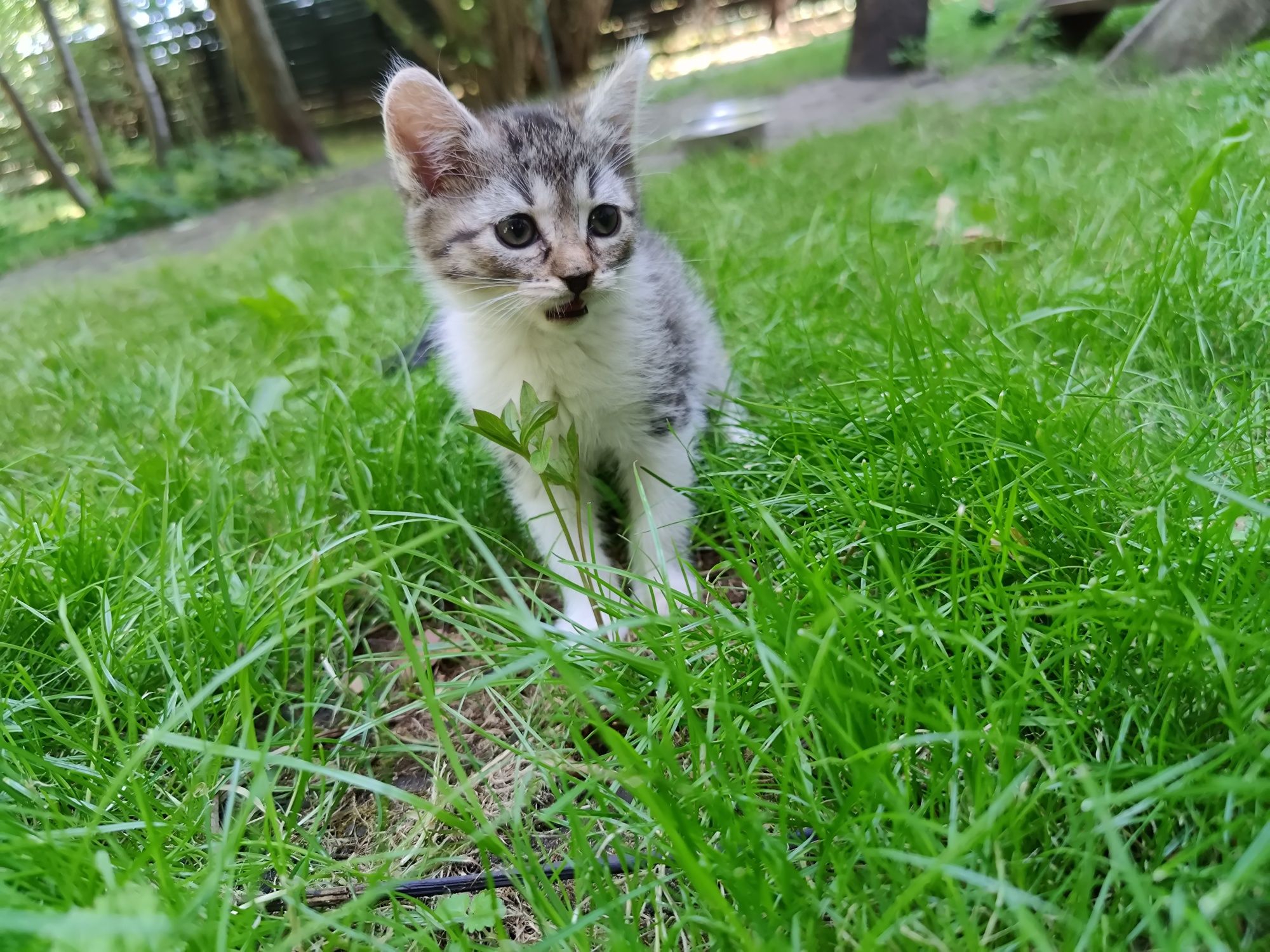 10 tygodniowe kotki do adopcji