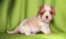 Chłopiec-Cavalier King Charles  Spaniel