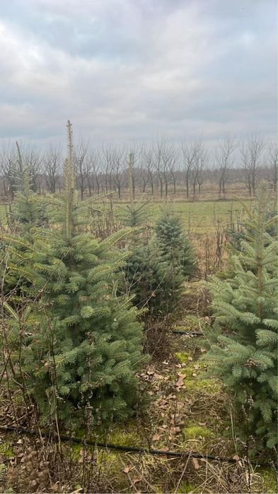 Choinki świąteczne od 1 m do 1.40