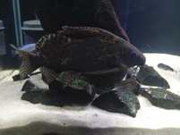 Giętkoząb synodontis