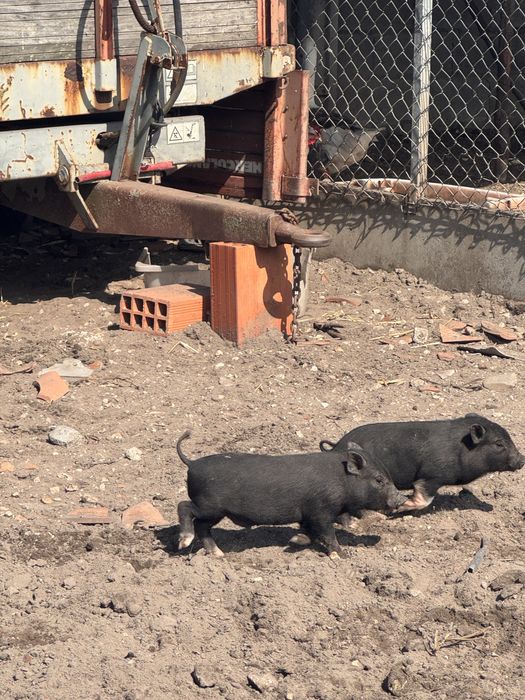 Porcos vietnamita jovens 3 meses