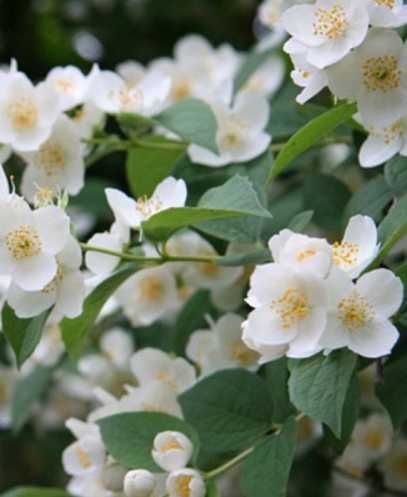 Жасмин садовий білий домашній. Саджанець. Жасмін.