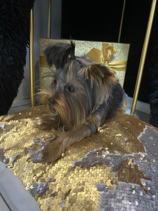 Розкішна мікро дівчинка yorkie baby fase