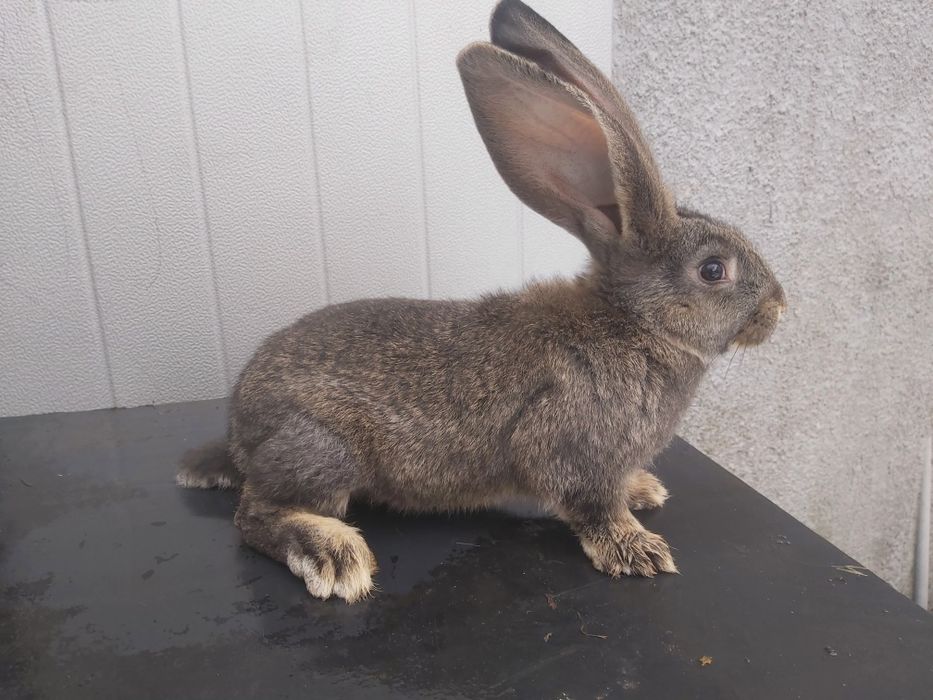 Króliki młode olbrzym belgijski samce