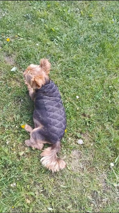 Грумінг, навчання