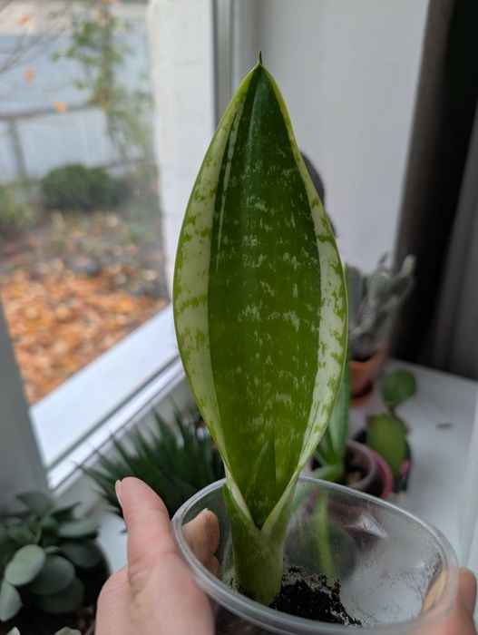 Сансев'єрія  футура