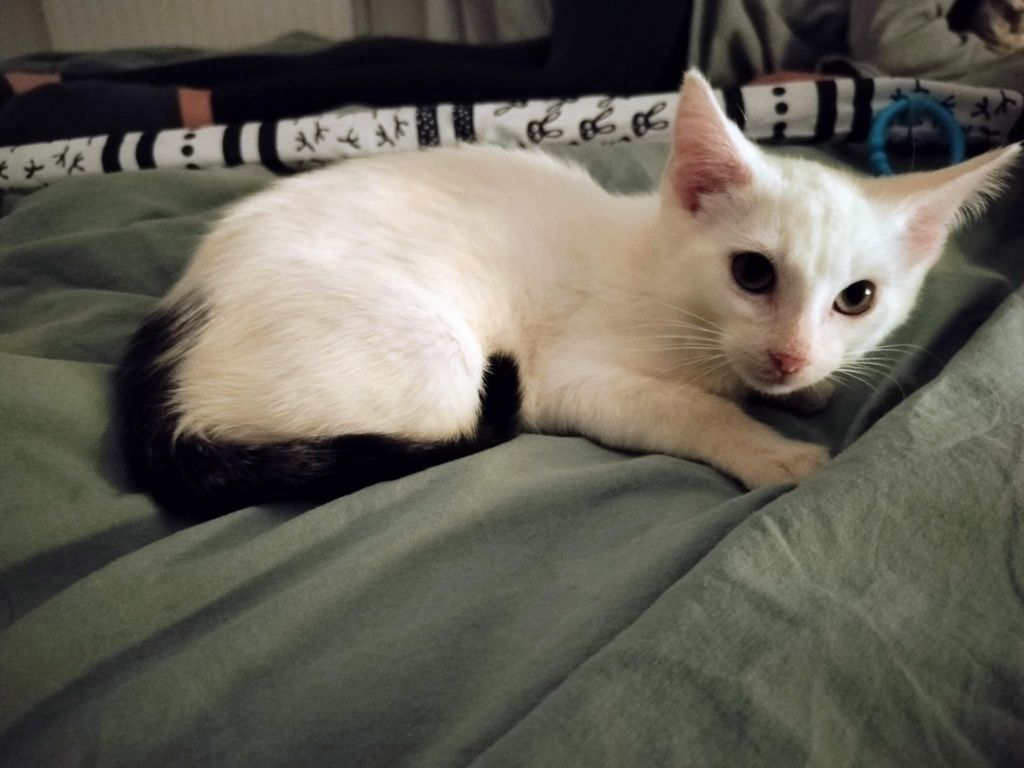 12 tygodniowy miziak do adopcji.