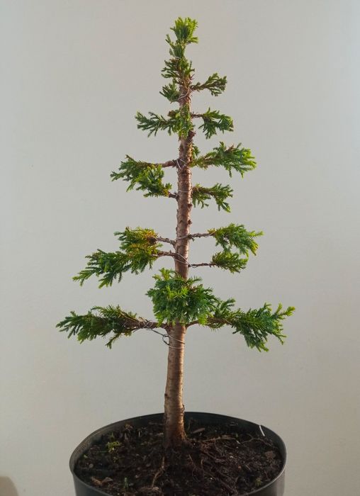 Cyprysik formowany na bonsai styl chokkan chamaecyparis
