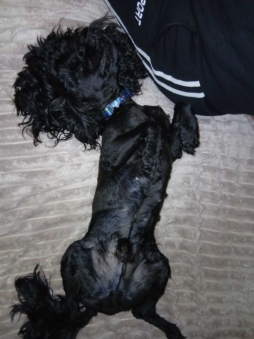 Мини пудель в хорошие руки